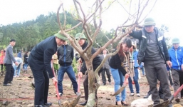 Trồng 103 cây mai vàng bên mộ Đại tướng Võ Nguyên Giáp